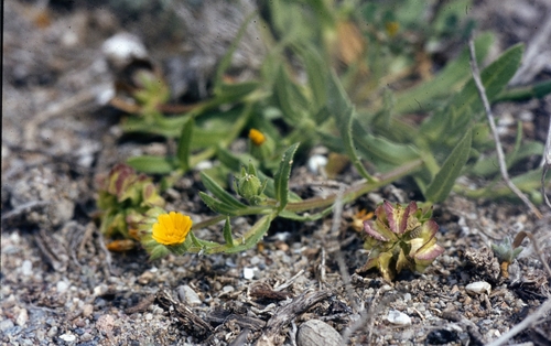 Calendula tripterocarpa (Calendula tripterocarpa)