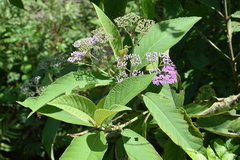 Callicarpa longifolia