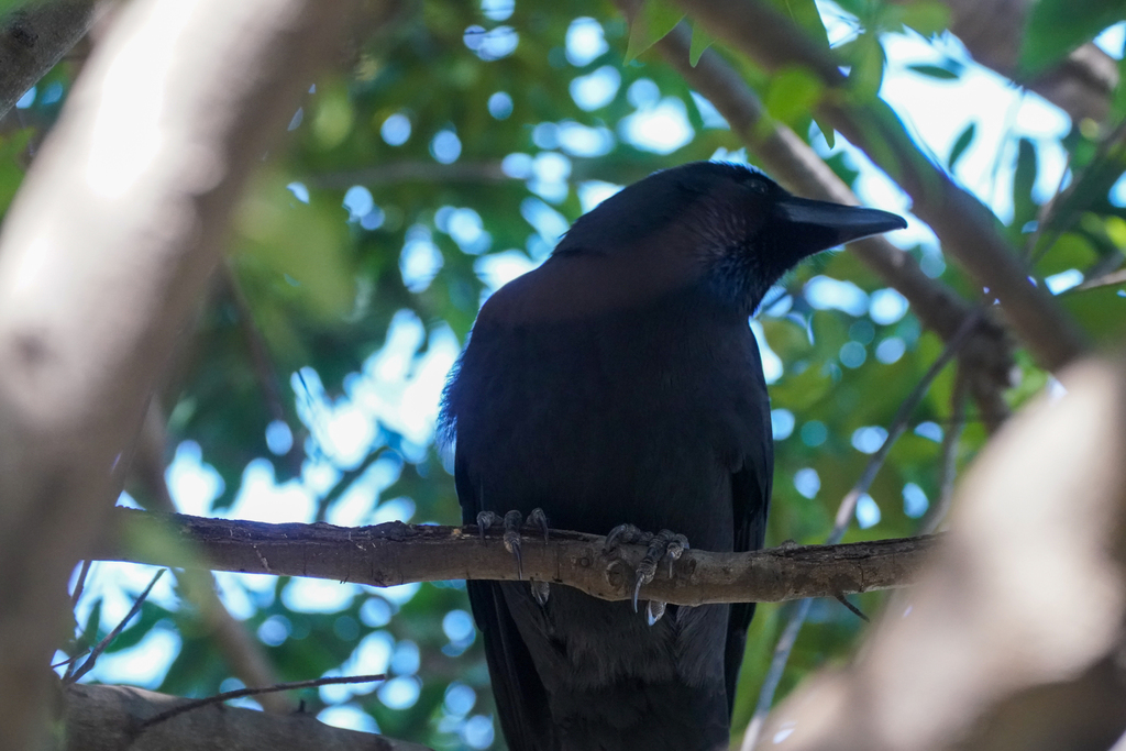January Crow Large-billed Crow from 日本、〒166-0016 東京都杉並区成田西 on January 15, 2025 at 11 ...