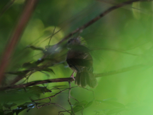 Ochraceous Bulbul (Alophoixus ochraceus), photo 7