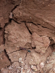 Harpegnathos saltator