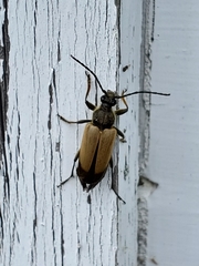 Trigonarthris