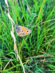 Coenonympha dorus