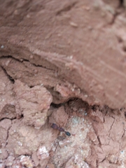 Harpegnathos saltator