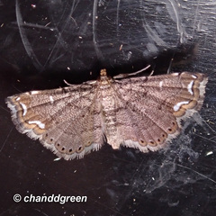 Neomusotima fuscolinealis