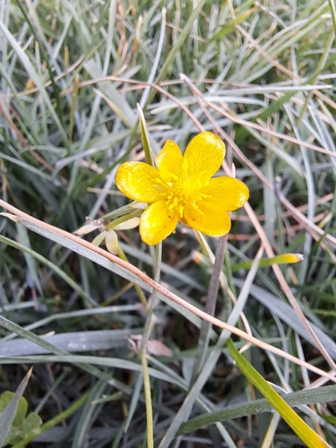 Ranunculus sardous iNat (2)