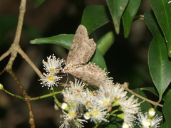 Percnia fumidaria