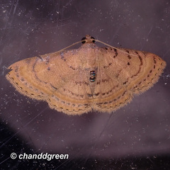 Homodes bracteigutta