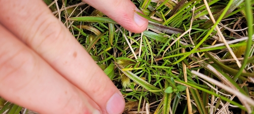 Abrotanella linearis observed 2025-01-10