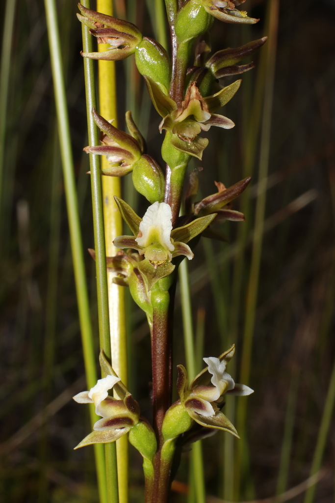 Prasophyllum hectorii