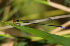 Pseudagrion hageni