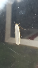 Eilema lurideola