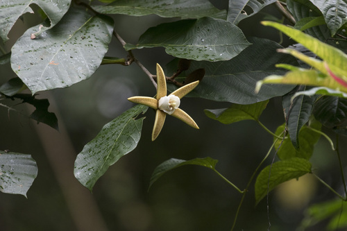 Image of Pterospermum Aceroides (Pterospermum aceroides) by (c) Ramesh Shenai Jr., some rights reserved (CC BY)
