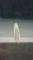 Eilema lurideola