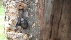 Osmoderma scabra