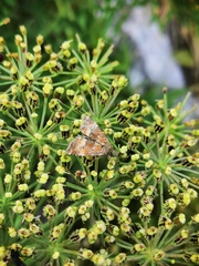 Photedes captiuncula