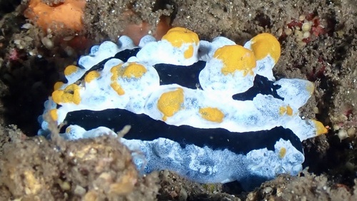 Heavenly Wart Slug