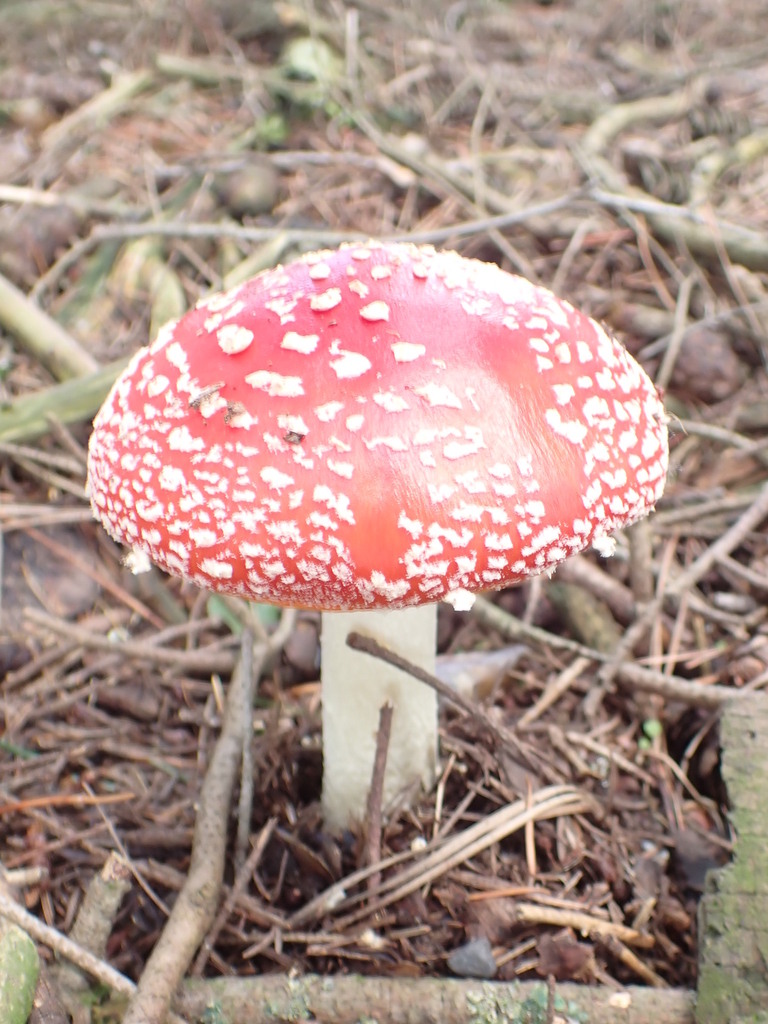 Amanita muscaria · January 2025 · photo: © agoranomos (iNaturalist, cc0)