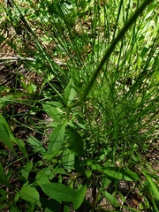 Valeriana californica