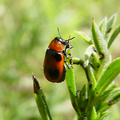 Coptocephala