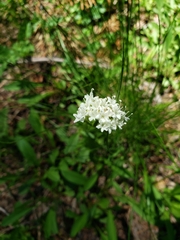 Valeriana californica