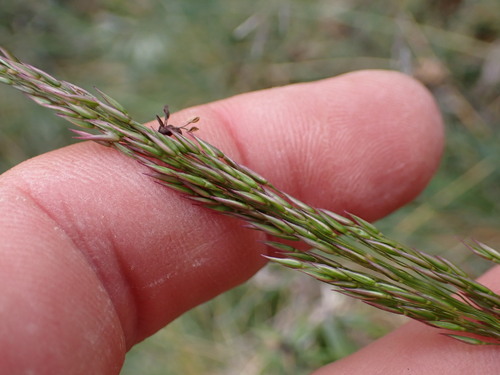 Agrostis dyeri observed 2025-01-15