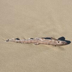 Brown Shyshark photo 2