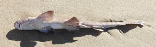 Brown shyshark (Haploblepharus fuscus) — Scyliorhinidae — 5