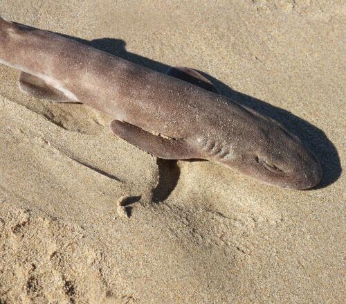 Brown shyshark (Haploblepharus fuscus) — Scyliorhinidae — 4