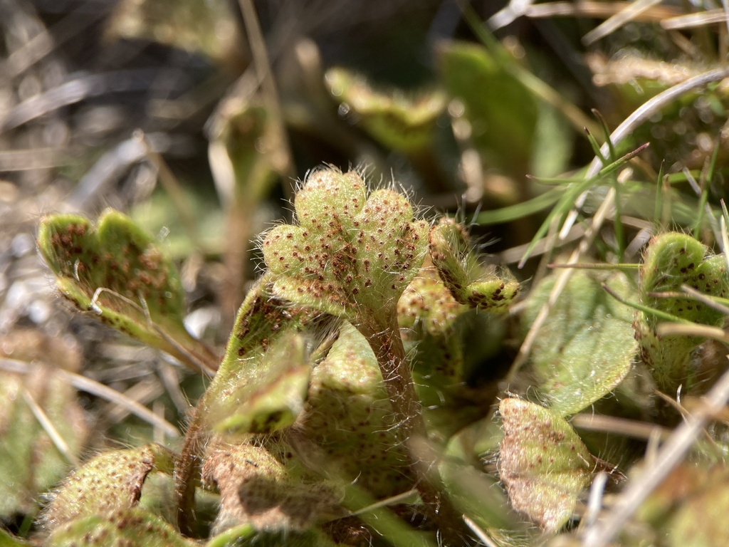 rust fungi from South Island / Te Waipounamu, Waikaia, Southland, NZ on ...
