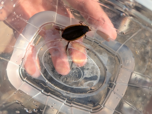 Three-punctured Diving Beetle