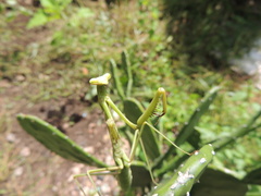 Phasmomantis sumichrasti