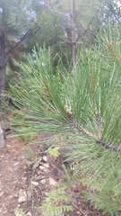 Pinus arizonica