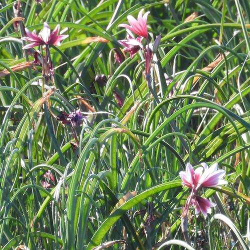 Water Swamplily (Crinum campanulatum)