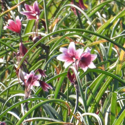 Crinum campanulatum, photograph 5