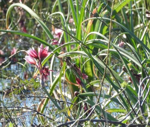 Crinum campanulatum, photograph 2