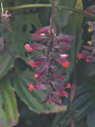 Image of Thunbergia coccinea by (c) Sagnik Dutta Roy, some rights reserved (CC BY)