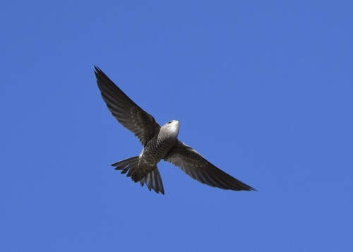 iNaturalist image