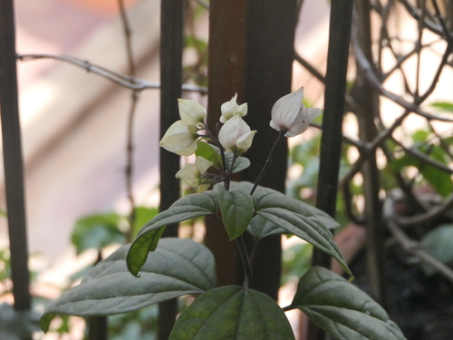 Clerodendrum thomsoniae