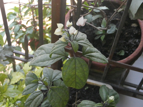 Clerodendrum thomsoniae