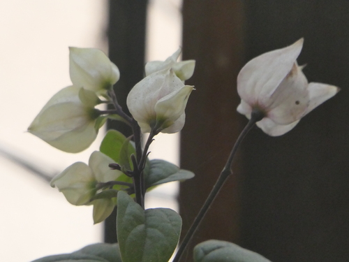 Clerodendrum thomsoniae