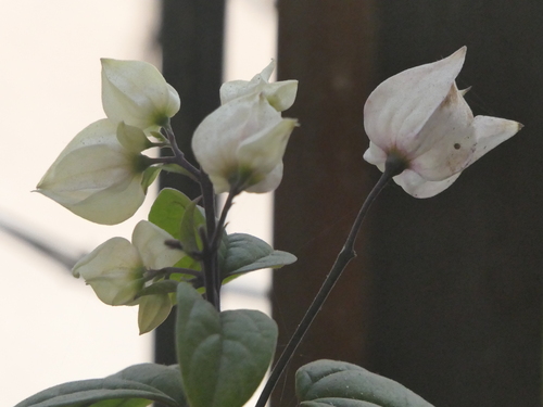 Clerodendrum thomsoniae