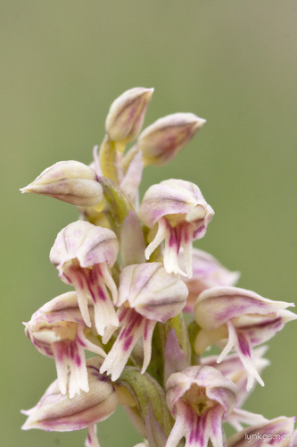 Dense-Flowered Orchid