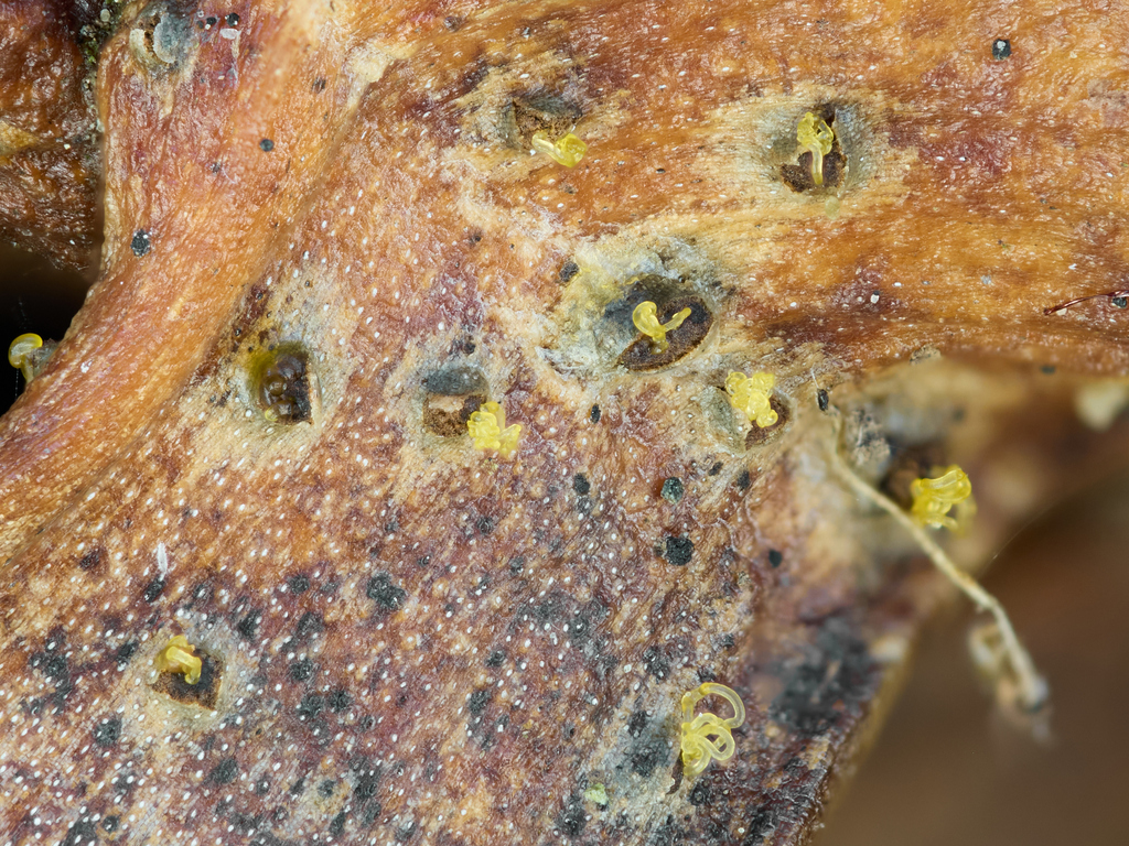 Cytospora predappioensis