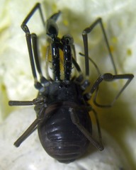 Ischyropsalis carli