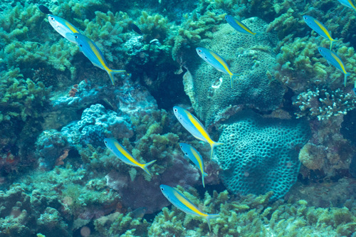 Blue knifefish (Labracoglossa nitida) — Kyphosidae