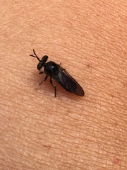 Cerotainia