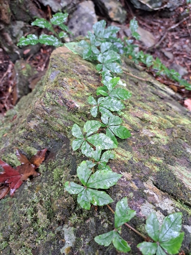 Image of Tetrastigma obtectum by (c) vrxz, some rights reserved (CC BY-SA)