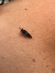 Cerotainia