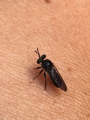 Cerotainia
